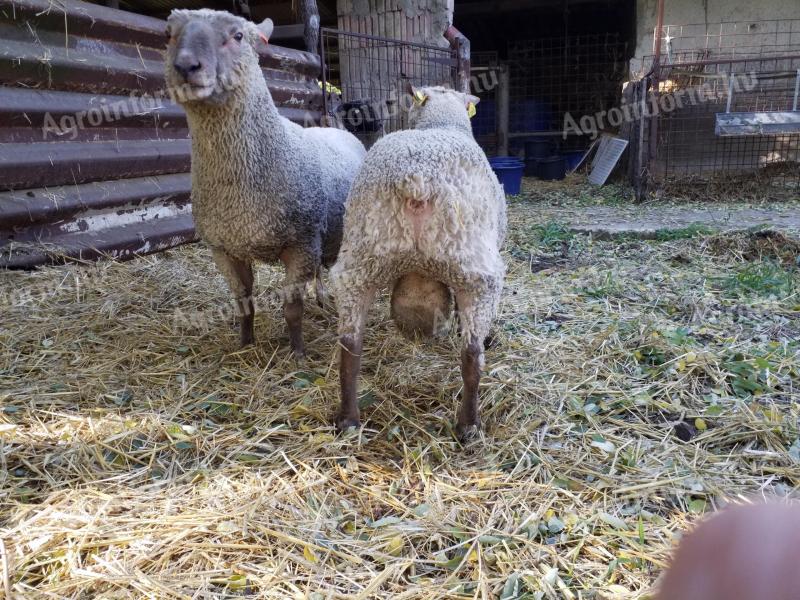 Törzskönyves Vendée-i kos eladó
