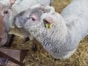 Törzskönyves Vendée-i kos eladó