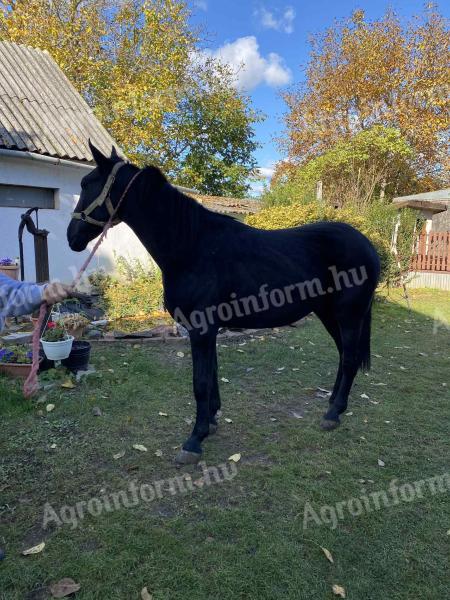 Eladó nóniusz csikó Szabolcs megyében, Mátészalkán