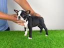 Törzskönyves Boston Terrier kiskutya