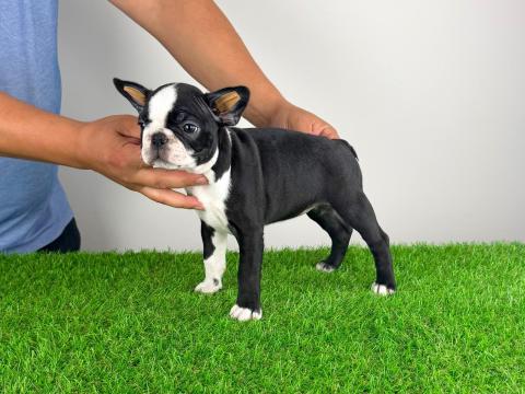 Törzskönyves Boston Terrier kiskutya Törzskönyves Boston Terrier kiskutya