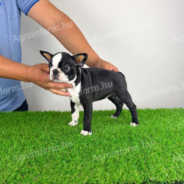 Törzskönyves Boston Terrier kiskutya