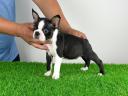 Törzskönyves Boston Terrier kiskutya