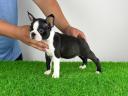 Törzskönyves Boston Terrier kiskutya