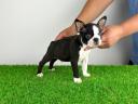 Törzskönyves Boston Terrier kiskutya