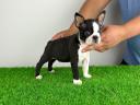 Törzskönyves Boston Terrier kiskutya