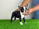 Törzskönyves Boston Terrier kiskutya