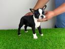Törzskönyves Boston Terrier kiskutya