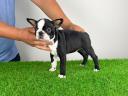 Törzskönyves Boston Terrier kiskutya