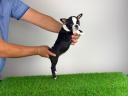 Törzskönyves Boston Terrier kiskutya