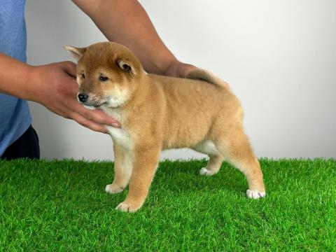 Törzskönyves Shiba Inz kiskutya Törzskönyves Shiba Inz kiskutya