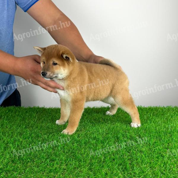 Törzskönyves Shiba Inz kiskutya