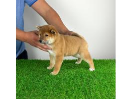 Törzskönyves Shiba Inz kiskutya