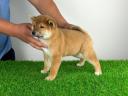 Törzskönyves Shiba Inz kiskutya