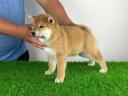 Törzskönyves Shiba Inz kiskutya