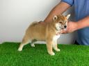 Törzskönyves Shiba Inz kiskutya