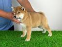 Törzskönyves Shiba Inz kiskutya