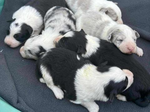 Border Collie fajtiszta jellegű kiskutyák ingyen elvihetők Border Collie fajtiszta jellegű kiskutyák ingyen elvihetők