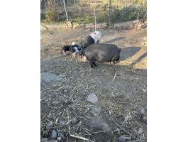 Eladó vietnámi és Berkshire keresztezett malacok