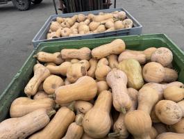 Sütőtök eladó nagy tételben, Orange és Butterfly fajta