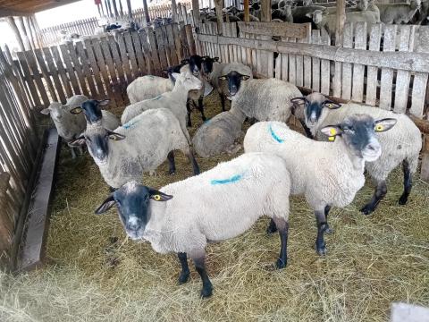 Vágó birkák eladók gazdaságunkból – Suffolk és Ile de France fajták Vágó birkák eladók gazdaságunkból – Suffolk és Ile de France fajták