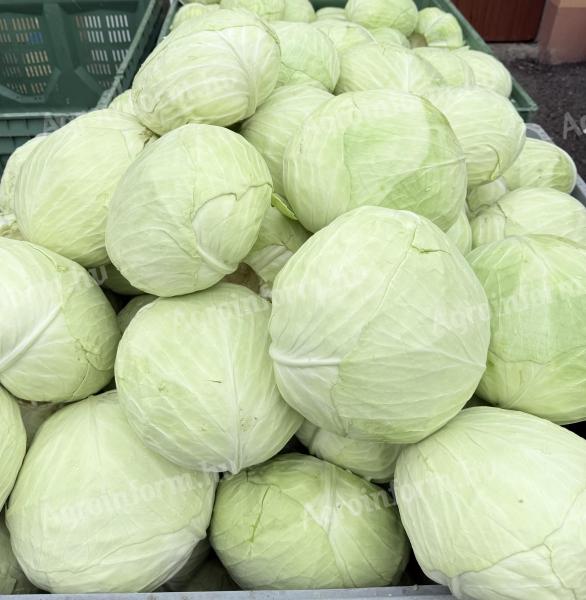 Fejes és gyalult káposzta eladó