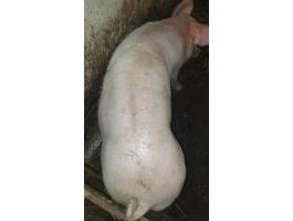 Eladó 75-80 kg-os magyar nagyfehér süldő Újszász környékén