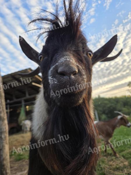Eladó három anyakecske és egy bak Vácon, állatorvos tulajdonostól