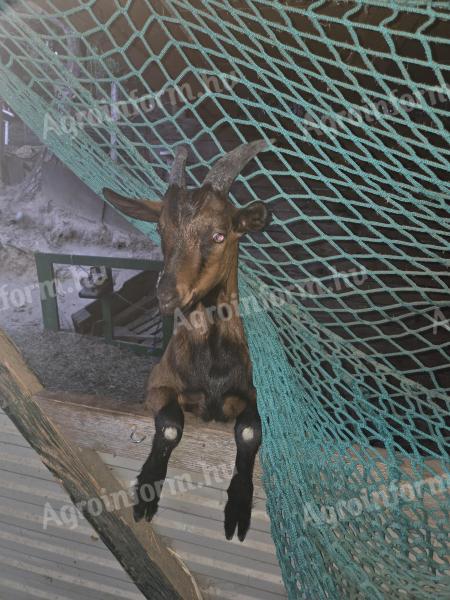 Ivartalanított kecskegida eladó