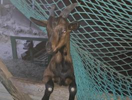 Vágásérett kecskegida eladó