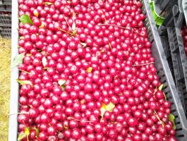 Fagyasztott magozott meggy eladó termelőtől