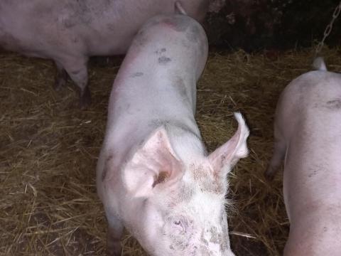 Hízó disznó eladó Győr-Moson-Sopronban Hízó disznó eladó Győr-Moson-Sopronban