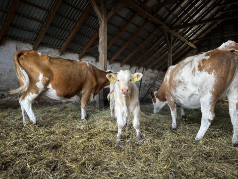 Kettős hasznosítású állomány felszámolása Kettős hasznosítású állomány felszámolása