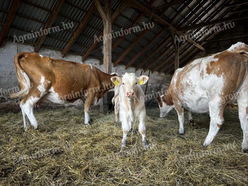 Kettős hasznosítású állomány felszámolása