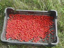 Csipkebogyó kapható - kis és nagy tételben