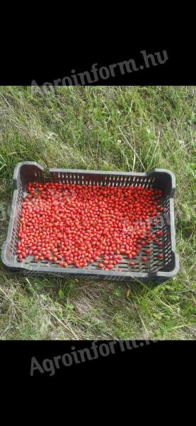 Csipkebogyó kapható - kis és nagy tételben