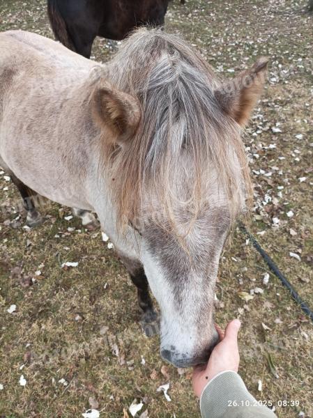 Eladó kistesű herélt csődör