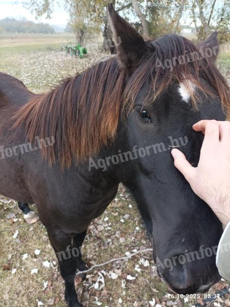 Eladó kistesú csődör csikó