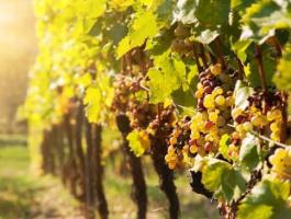 Kései szüretelésű Furmint eladó Mádon