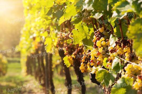 Kései szüretelésű Furmint eladó Mádon