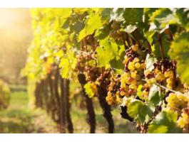 Kései szüretelésű Furmint eladó Mádon