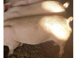 Eladó 2 db 30 kg-os süldő Magyar nagyfehér
