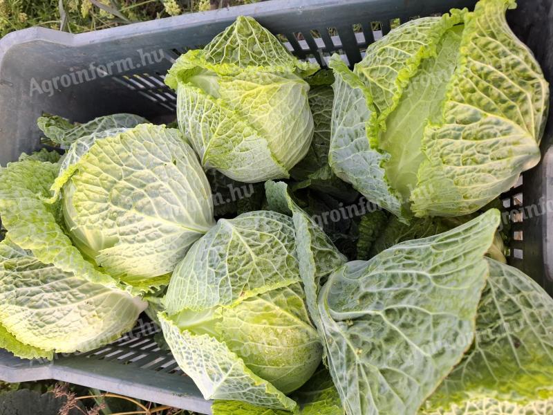 Kelkáposzta, fejeskáposzta eladó
