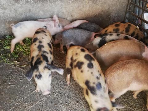 Szép tarka malacok eladók Szép tarka malacok eladók
