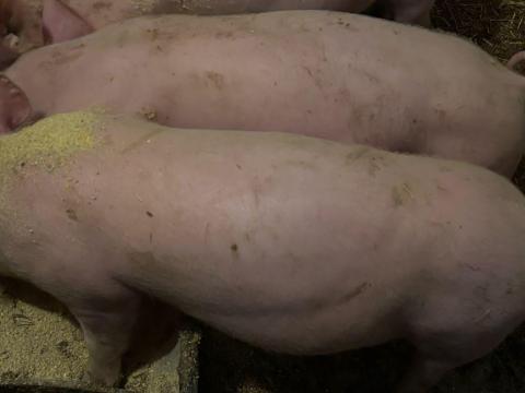 Törzskönyves nagy fehér x tempo 11 hetes malacok Törzskönyves nagy fehér x tempo 11 hetes malacok