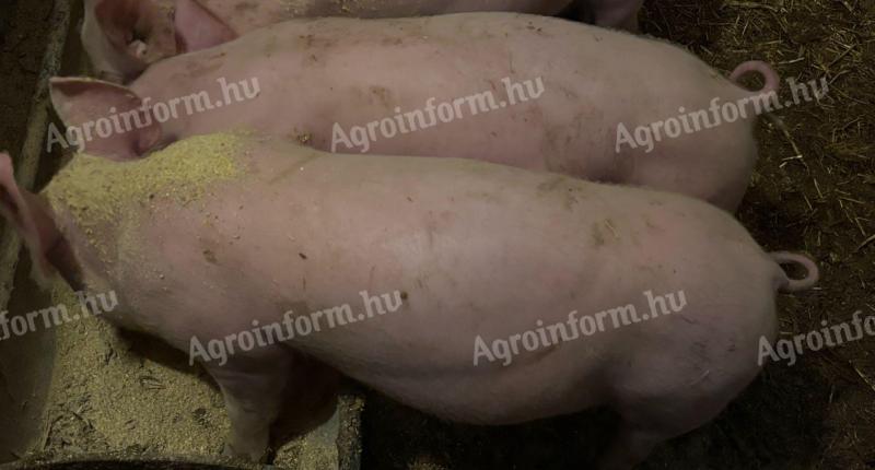 Törzskönyves nagy fehér x tempo 11 hetes malacok