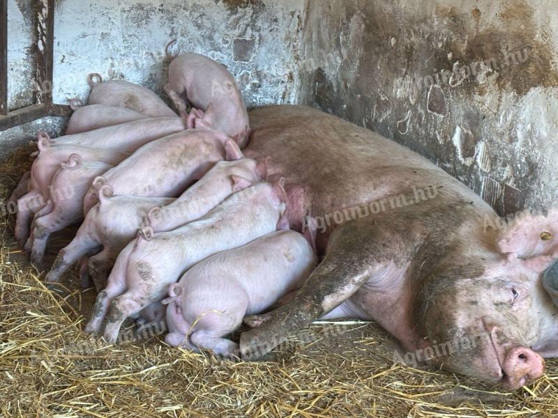 Törzskönyves nagy fehér anyától és F1 apától malacok