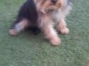 Kiskamasz Yorkshire terrier