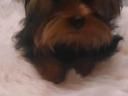 Kiskamasz Yorkshire terrier