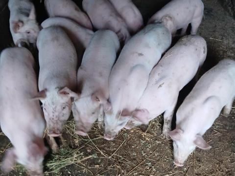 Malacok, választott fehér malacok eladók Malacok, választott fehér malacok eladók